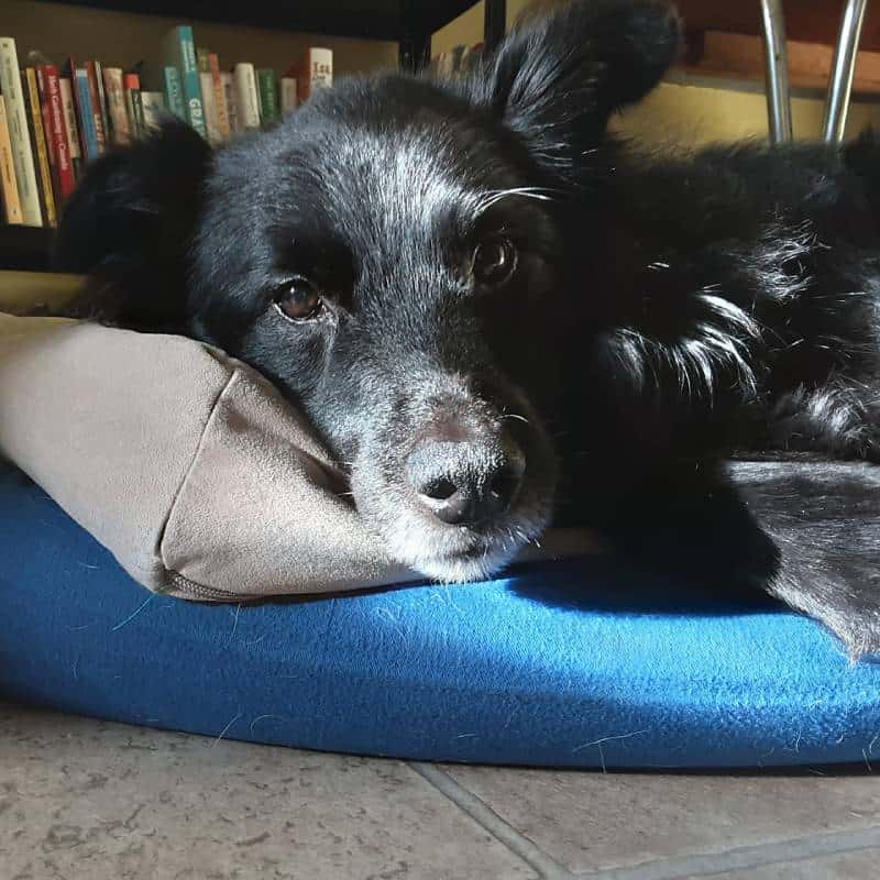 low contrast photo of a black dog with white marking reclining on a pillow