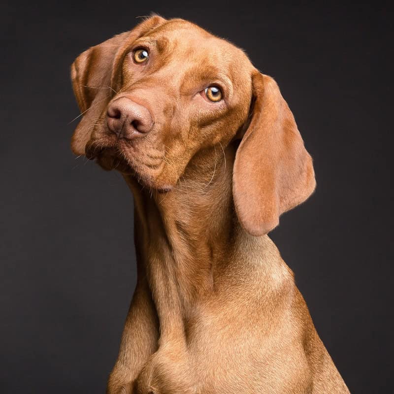 stock photograph of a brown hound dog