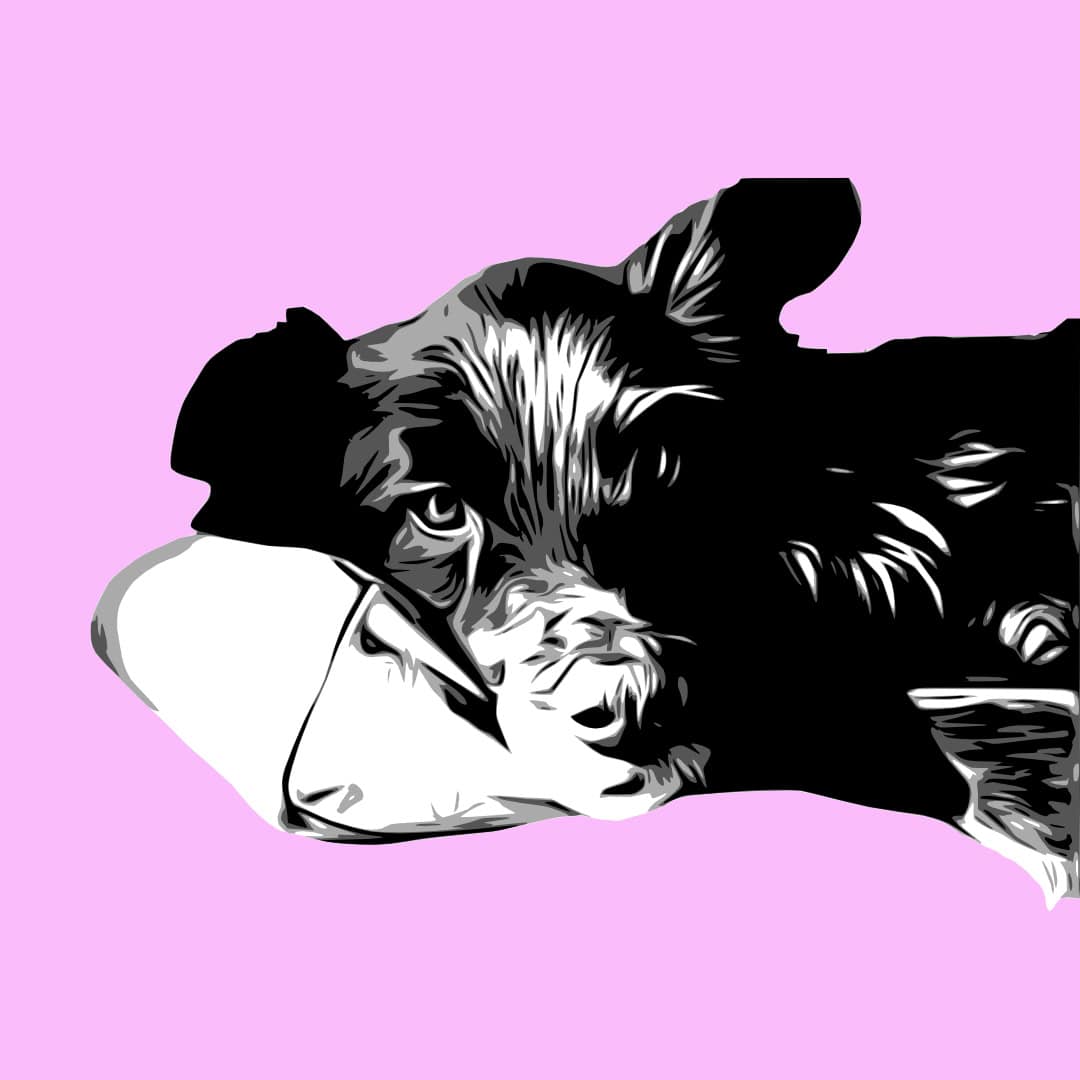 multi layer SVG based on the low contrast dog photo