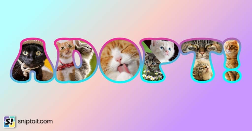 photo collage of cat photographs cut inside text spelling the word ADOPT. Feature image for tutorial explaining the process using photopea.com