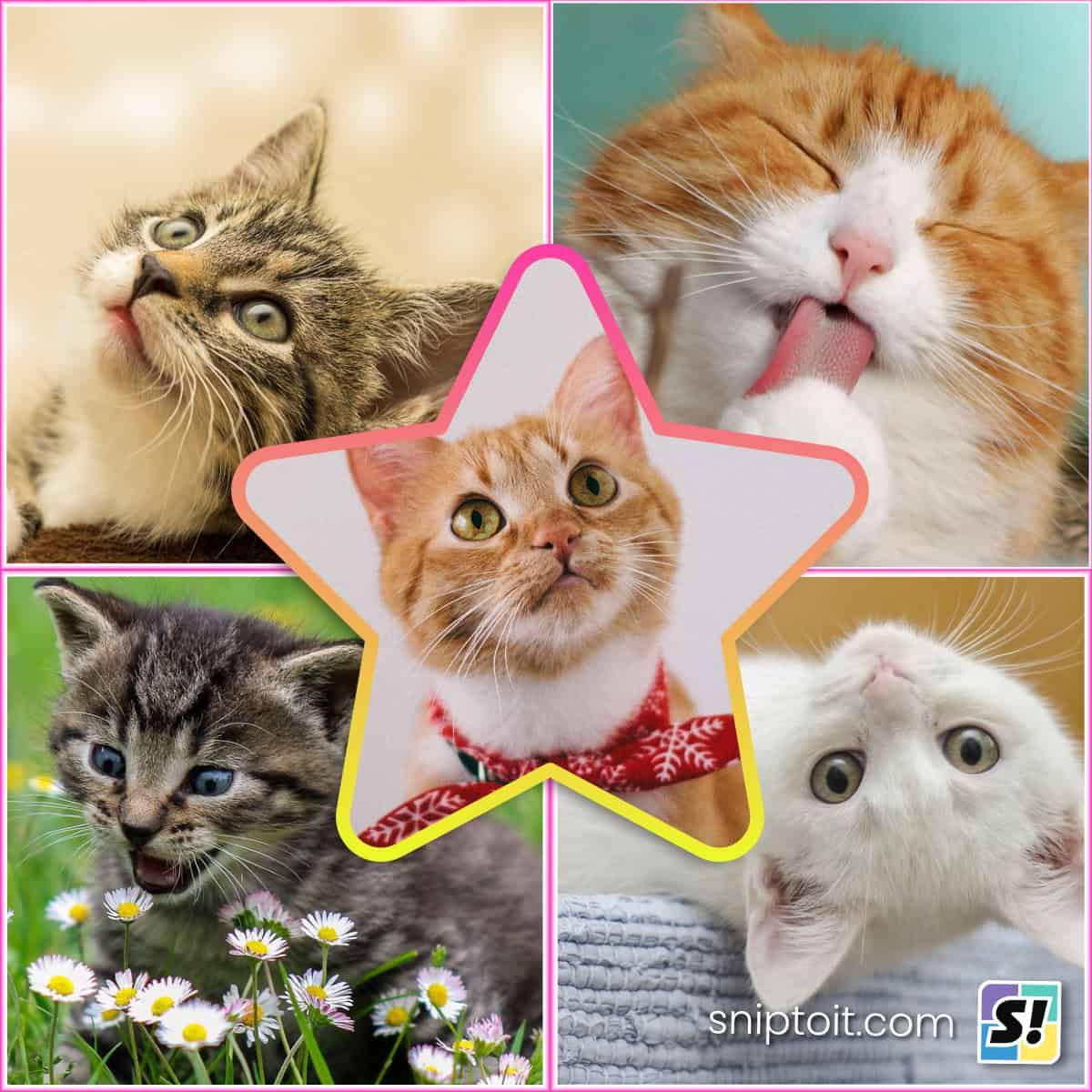 photo collage of cat photographs. Feature image for tutorial explaining the process using photopea.com