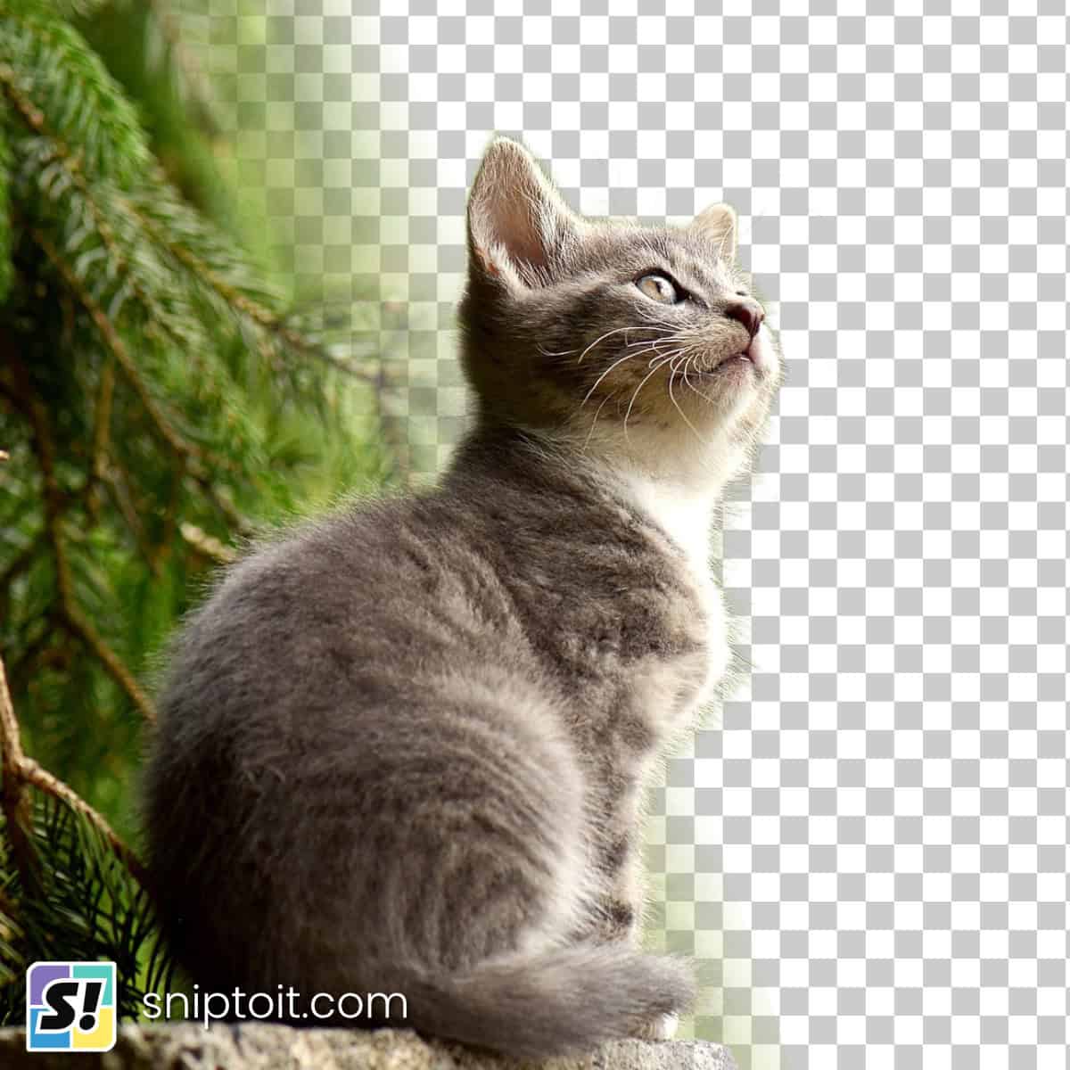 image of a kitten gazing into the distance set against a background that is transitioning from original nature scene to transparent checkboard, meant to indicate the background is being removed